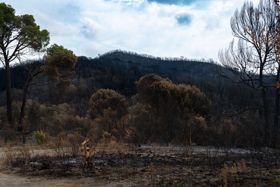 Ein Waldbrand in einer trockenen Landschaft mit dichten Rauchwolken und Flammen.