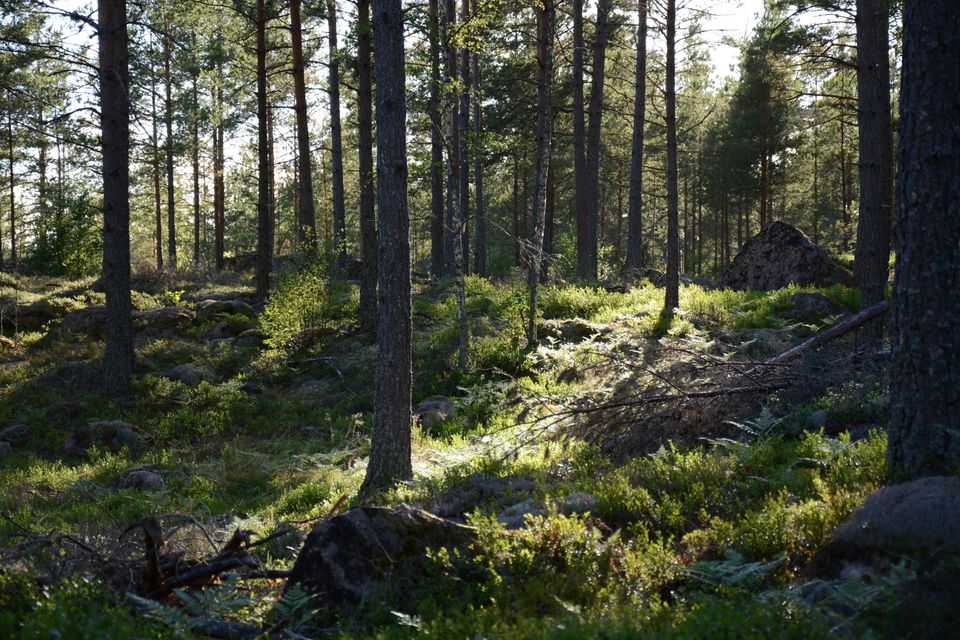 Mord in Hurdal: Sohn angeklagt